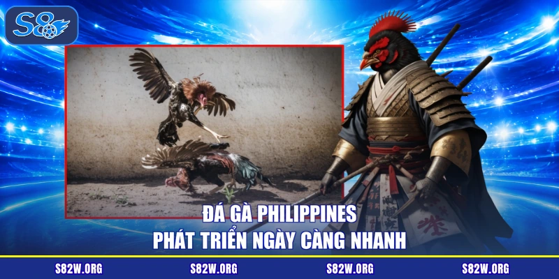 Đá gà Philippines phát triển ngày càng nhanh